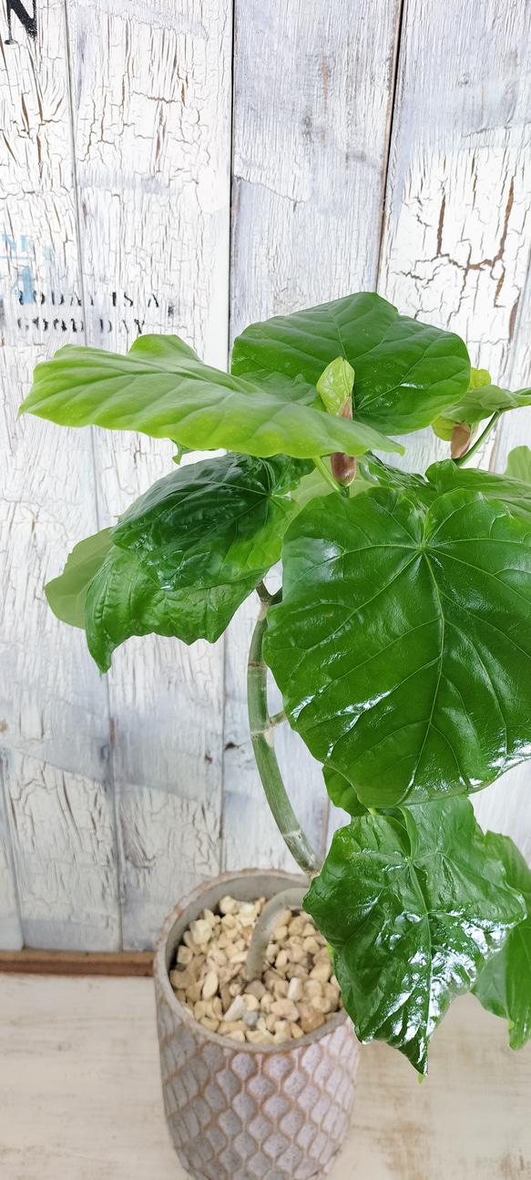 フィカス ウンベラータ曲げ　観葉植物 3枚目の画像