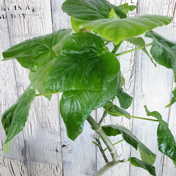 フィカス ウンベラータ曲げ　観葉植物 2枚目の画像