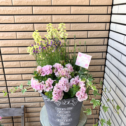油絵　専用品　ペチュニアが咲く寄せ植え 油絵 専用品 ペチュニアが咲く寄せ植え 美術品・アンティーク