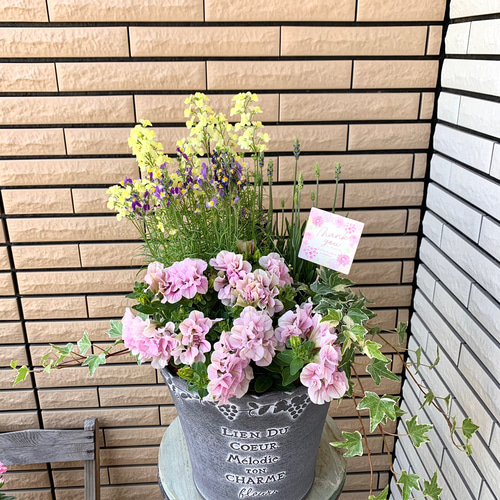 母の日ピック付き上質な鉢に栄養系ペチュニアアンナの寄せ植え