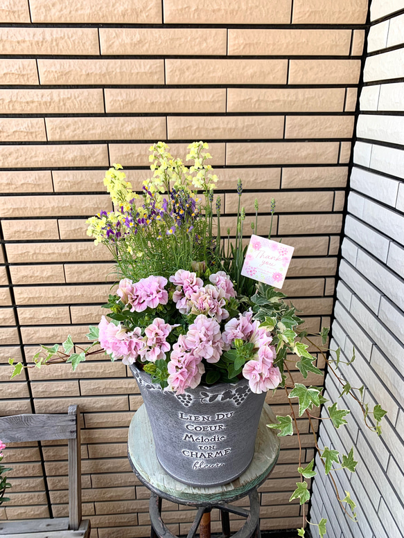 母の日ピック付き上質な鉢に栄養系ペチュニアアンナの寄せ植え
