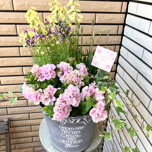 油絵　専用品　ペチュニアが咲く寄せ植え 白い鉢にフランネルフラワーと八重咲きペチュニアとジニアの寄せ