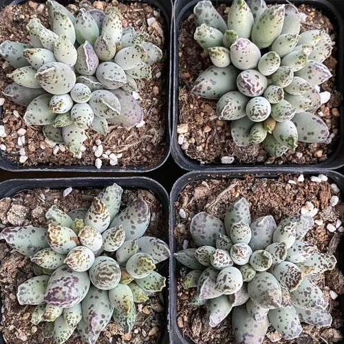 大人気 多肉植物 アドロミスクス 3苗セット 超美苗 レア種 速達発送 大人気 多肉植物 アドロミスクス 3苗セット 超美苗 レア種