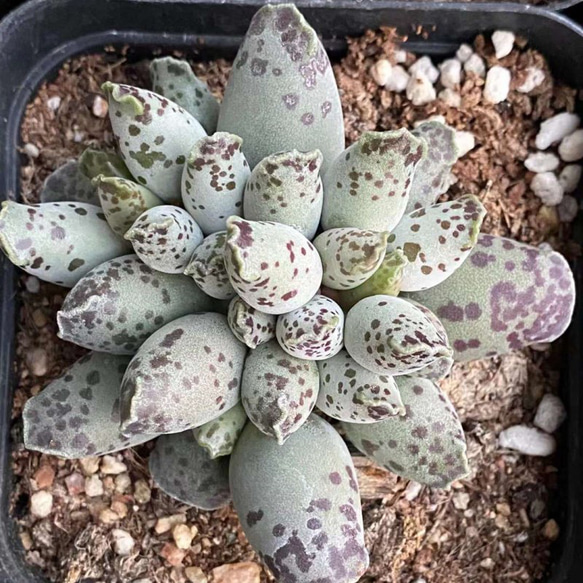 こんにちは*☂︎*̣̩⋆̩ スタッフ𝓜です 今日ご紹介する植物は 【アドロミスクス】です⟡.· 昨年パットに葉ざしをしたものを  単鉢に拾い上げました📸 アドロミスクスは春秋型の多肉植物‼︎ 小型のものが多く成長もゆっくりです⟡.· 葉の形や模様も様々あり種類は豊富ですよ 