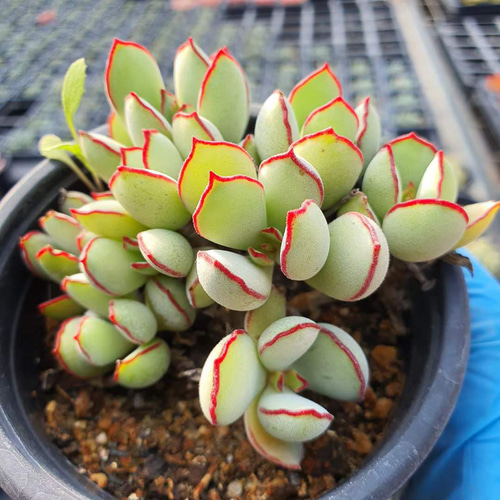 Choco Line 激レア高級多肉植物 超美苗 韓国苗 観葉植物 花 園芸 多肉