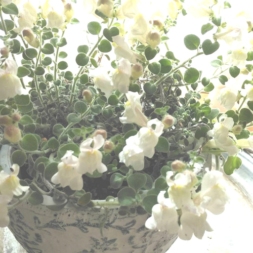 寄せ植え 花 。。。 キンギョソウアールグレイとウエストリン