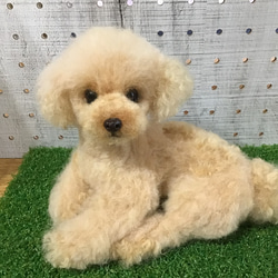 トイプードル（アプリコット） 羊毛フェルト コーギー大好きママ 通販