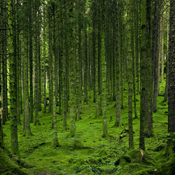 FOREST(森林)天然精油 Nature Fragrance 110ml ディフューザー 5枚目の画像