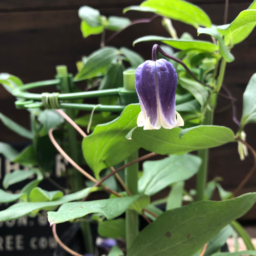 ヴィオルナ系壺型クレマチス 多肉植物 植花夢 通販 16300154