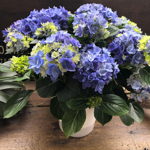 星あつめ♡アジサイ♡最新品種♡大人気♡ブルー♡紫陽花 アート