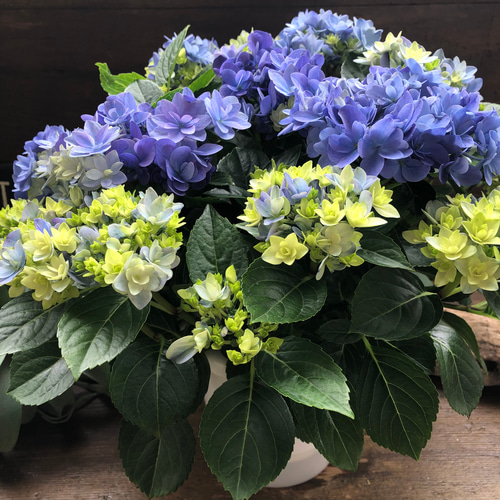 ペコ様 リクエスト 2点 まとめ商品　紫陽花　アジサイ　ふわり　星あつめ　ブルー 星あつめ♡アジサイ♡最新品種♡大人気♡ブルー♡紫陽花 アート