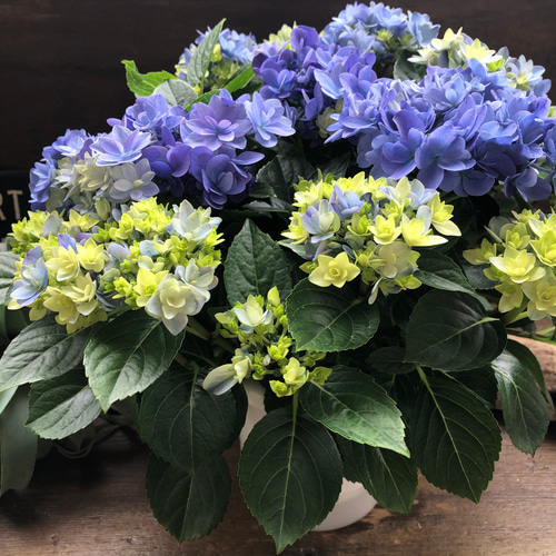 星あつめ♡アジサイ♡最新品種♡大人気♡ブルー♡紫陽花 アート