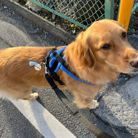 ✨NEW✨中型犬・大型犬サイズ▼・ᴥ・▼ナチュラルな木の質感にフリンジカラーが映える木製ネームタグ/迷子札 5枚目の画像