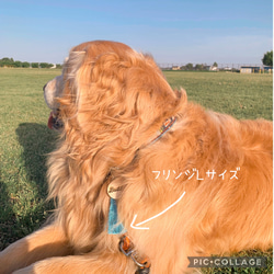 ✨NEW✨中型犬・大型犬サイズ▼・ᴥ・▼ナチュラルな木の質感にフリンジカラーが映える木製ネームタグ/迷子札 7枚目の画像