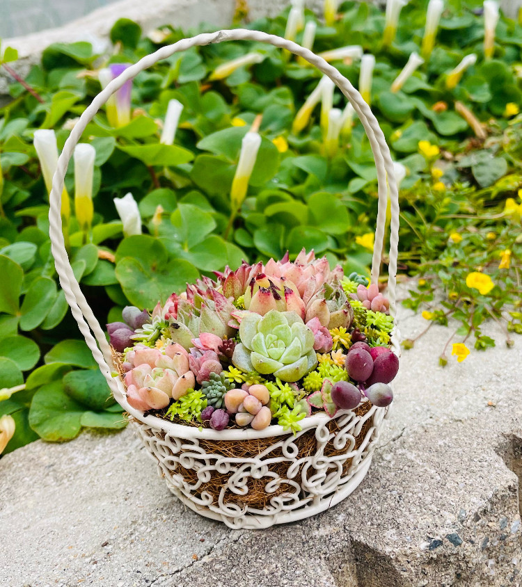 かわいいバスケットにエケベリアたっぷり❤︎多肉植物寄せ植え