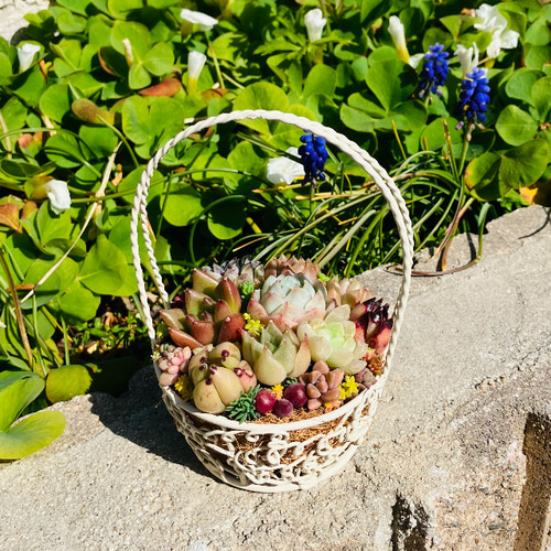 かわいいバスケットにエケベリアたっぷり❤︎多肉植物寄せ植え