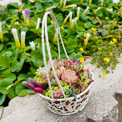 29）【母の日予約販売】バスケットにエケベリアたっぷり❤︎多肉植物寄せ植え❤︎そのまま飾れる❤︎ 3枚目の画像