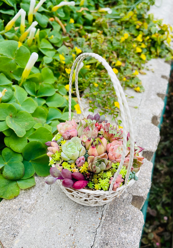 29）かわいいバスケットにエケベリアたっぷり❤︎多肉植物寄せ植え❤︎そのまま飾れる❤︎ 2枚目の画像