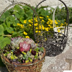 ❤︎かわいいスクエアバスケット❤︎多肉植物寄せ植えそのまま飾れる