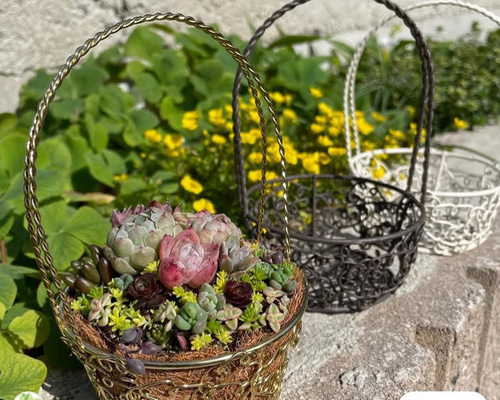 かわいいバスケットにエケベリア入り❤︎多肉植物寄せ植え❤︎そのまま