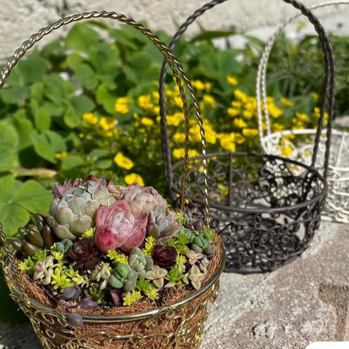 かわいいバスケットにエケベリア入り❤︎多肉植物寄せ植え❤︎そのまま