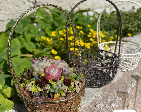 かわいいバスケットにエケベリア入り❤︎多肉植物寄せ植え❤︎そのまま