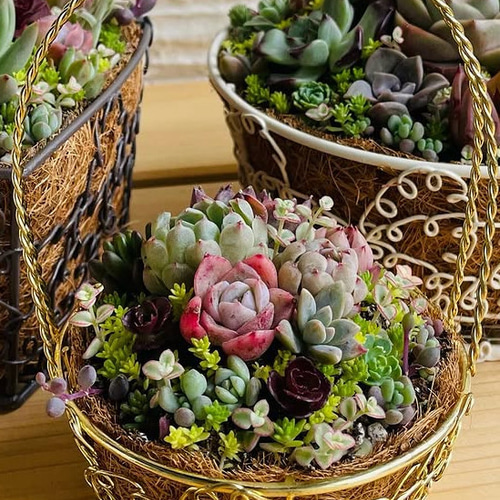 かわいいバスケットにエケベリア入り❤︎多肉植物寄せ植え❤︎そのまま