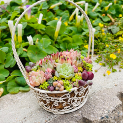 29）【母の日予約販売】バスケットにエケベリアたっぷり❤︎多肉植物寄せ植え❤︎そのまま飾れる❤︎ 1枚目の画像