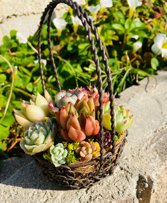 29）かわいいバスケットにエケベリアたっぷり❤︎多肉植物寄せ植え❤︎そのまま飾れる❤︎ 6枚目の画像