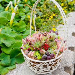 29）【母の日予約販売】バスケットにエケベリアたっぷり❤︎多肉植物寄せ植え❤︎そのまま飾れる❤︎ 4枚目の画像