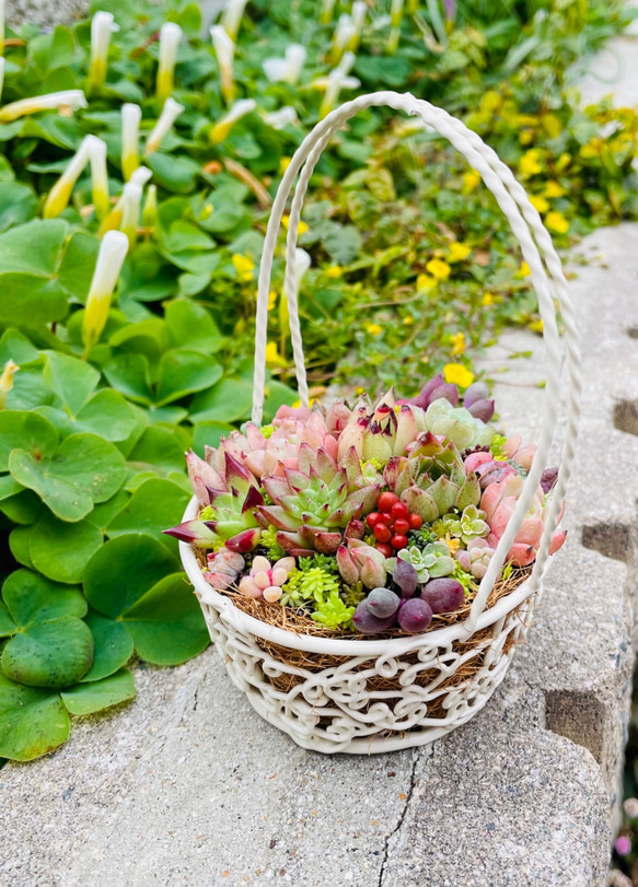 29）かわいいバスケットにエケベリアたっぷり❤︎多肉植物寄せ植え❤︎そのまま飾れる❤︎ 4枚目の画像