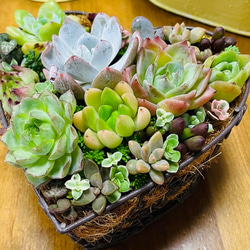 30）【母の日予約販売】ハートバスケット❤︎多肉植物寄せ植え❤︎そのまま飾れる❤︎エケベリア❤︎ 1枚目の画像