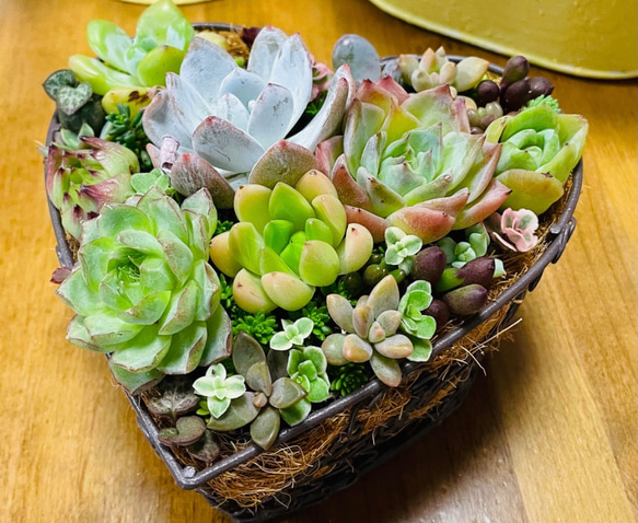 ❤︎ハートバスケット❤︎多肉植物寄せ植え❤︎そのまま飾れる