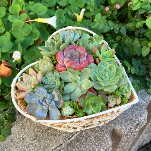 多肉植物寄せ植⚠確認用⚠ 多肉植物寄せ植⚠確認用⚠ 【公式通販】