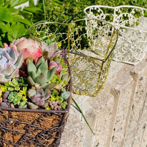 ❤️専用❤️多肉植物❤️そのまま飾れる寄せ植え~~❤️ 【公式通販】