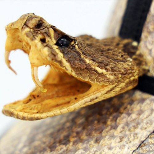 レザーキャップ(ガラガラヘビ頭付き) キャップ スタジオマーシャル