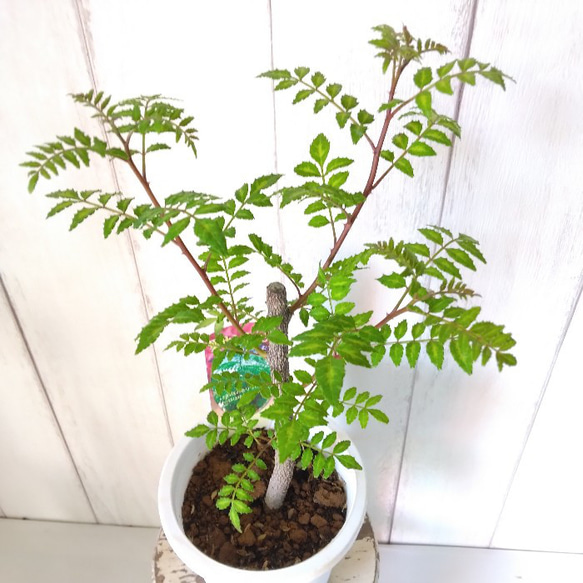 花山椒　150グラム 葉っぱのおまけ付き♡ 葉さんしょう 観葉植物 4号 香り高い 葉山椒 料理の彩り【送料