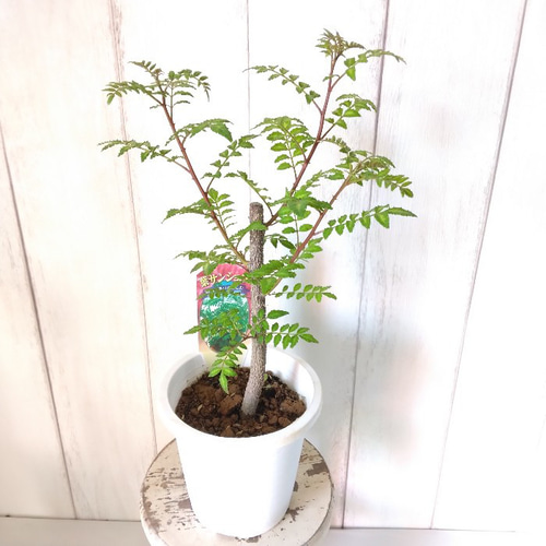 花山椒　150グラム 葉っぱのおまけ付き♡ 買ってよかった！】香りが激変！QOL爆上がりのペッパーミル