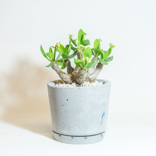 ≪ レア植物 ≫室内管理もオッケーなユーフォルビア・ブレビフォリアの