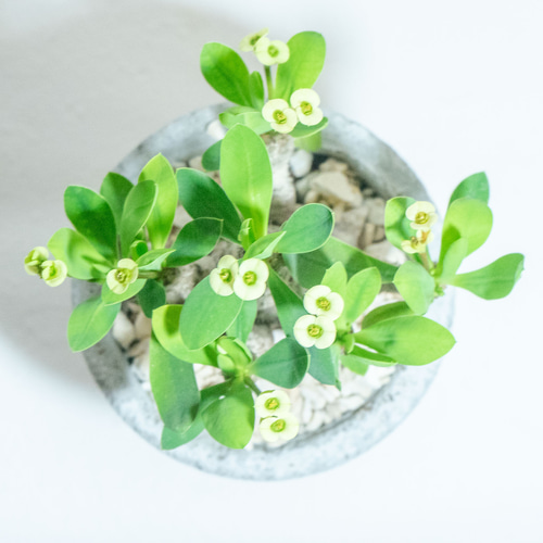 ≪ レア植物 ≫室内管理もオッケーなユーフォルビア・ブレビフォリアの