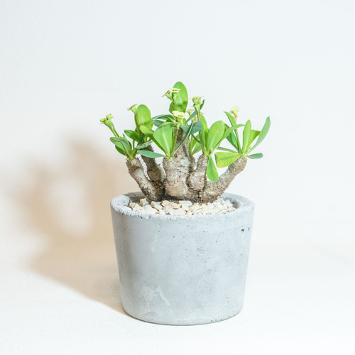 パティッシュ様専用ユーフォルビア ムルチフォリア 鉢付き