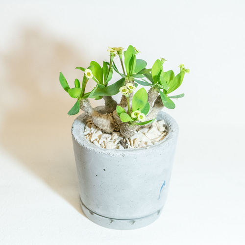≪ レア植物 ≫室内管理もオッケーなユーフォルビア・ブレビ ≪ レア植物 ≫室内管理もオッケーなユーフォルビア・ブレビ