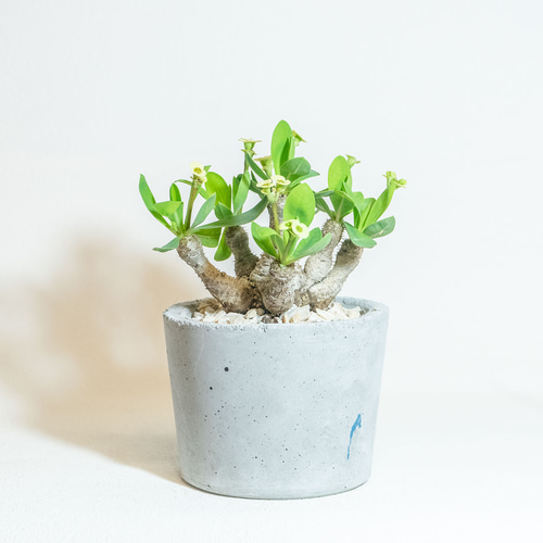 パティッシュ様専用ユーフォルビア ムルチフォリア 鉢付き 【公式通販】