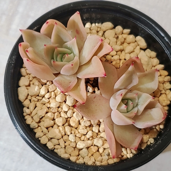 シナモン【多肉植物】 1枚目の画像