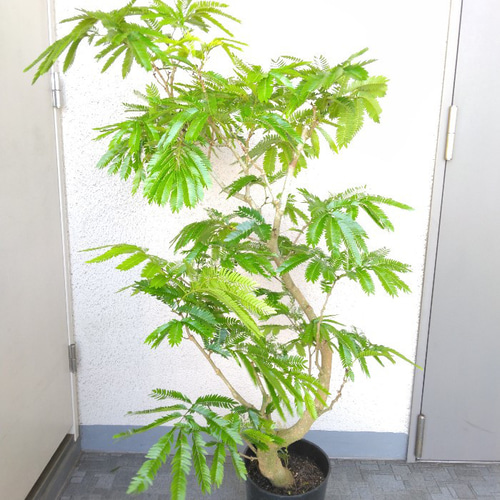 フ*ン様 エバーフレッシュ　曲がり　観葉植物　約125センチ　1 送料無料・一部地域除く】【現品】①エバーフレッシュ曲がり