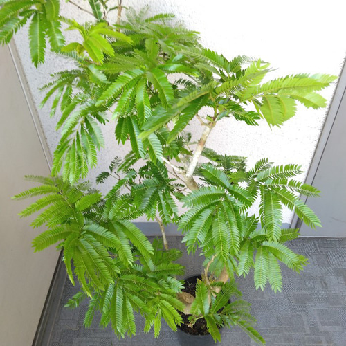 フ*ン様 エバーフレッシュ　曲がり　観葉植物　約125センチ　1 お買い得‼️③エバーフレッシュ曲がり❗️観葉植物！高125