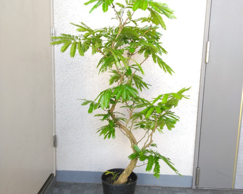 現品】エバーフレッシュ曲がり 大型観葉植物 高さ135◎ 花・実