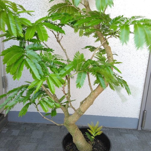 送料無料・一部地域除く】【現品】①エバーフレッシュ曲がり 大型観葉