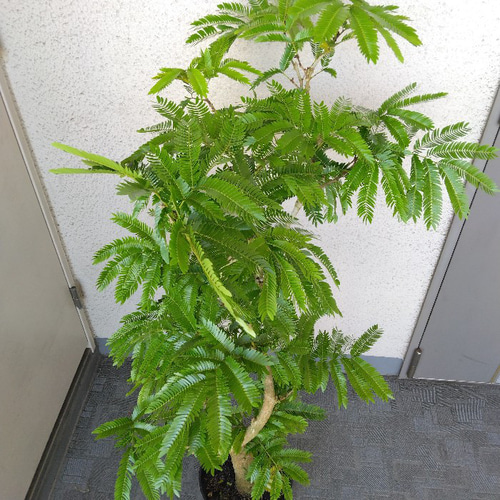 エバーフレッシュ⭐️曲がり⭐️約125cm エバーフレッシュ⭐️曲がり⭐️約125〜130cm | 観葉植物のお店