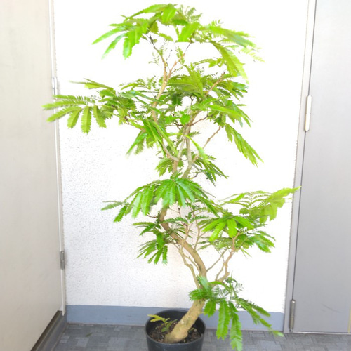 ①エバーフレッシュ曲がり❗️大型観葉植物！高さ150❗樹形綺麗ボリューム◎幹太◎